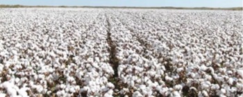 新疆精选长绒棉